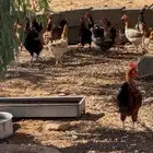 دجاج للبيع