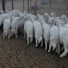 خرفان نظاف تربيه من المراح