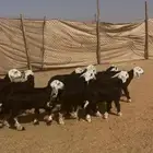 طليان نجد (تم البيع تم البيع)