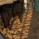 الثنيه الطيبة