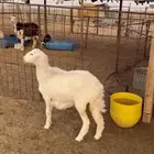 رخل ضحيه