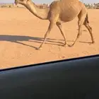 للبيع حقه شعلا