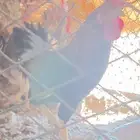 تاج ديك ودجاجتين تاج افرق