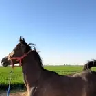 مهره شعبيه