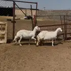 غنم جمع شبب مدري دفيع او حيل
