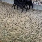 للبيع 4 تيوس