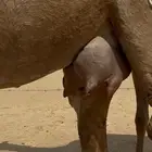 بكره معها بكره طيبه
