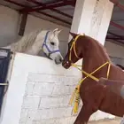 حصان شعبي حار معسوف العمر 5 سنوات والسعر على السوم