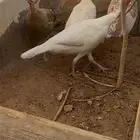 دجاج رومي نظيف ومنتج