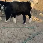 طلي نجدي عمره8شهور سومه من شايف وحايف1600 ظهر وطرف مغلق