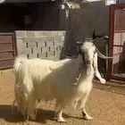 تيس فحل مشروك