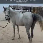 فرس شعبيه