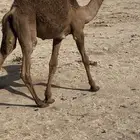 قعود سمبن ونظيف