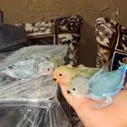 فروخ روز غر الوانها جميله