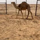 حشو للبيع قعدان 10 طيبات اطيب من التصوير