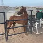 مهرره للبيع