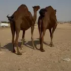 ملاقي ابل سواحل حمر مشروطه
