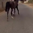 مهر شعبي العمر سنه و 6 شهور   بيشه