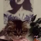 للبيع قطة سكوتش ستريت لونق هير