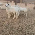 البيع حريات خرفان العمر 5اشهور