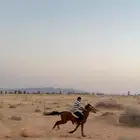 خيل