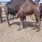 عشراء تحتها قعود ومشروطه للبيع جمله او تفريد