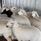 رخال حري