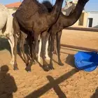 حشوو للبيع فل العدد 8
