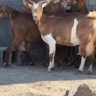 معزا دهم متابيع