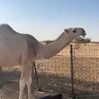 للبيع قعود