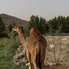 قعود