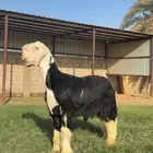 خروف نجدي صنف (تيماء)