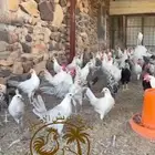 ديوك فيومي