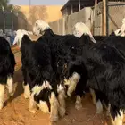 ذبايح