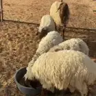 3فطايم وخروف العمر 3 شهور
