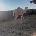 نياق قصب بايع حشوانها للبيع