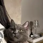 قطه مفقوده حفرالباطن حي المحمديه اللي يعرف اي شي يتواصل معي