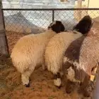 رخال نعيميات 3 طيبات كفوو ظهورها طيبه وشعره وعظم