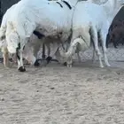 طليان اعياد جبر تم البيع