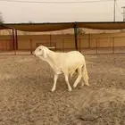 مشروع فحل سواكني