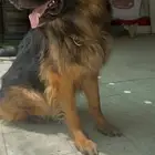 كلب جيرمن