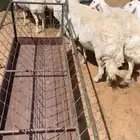 غنم