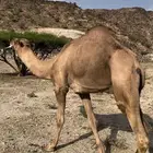 بعير احمر للبيع