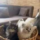 قطه شيرازيه