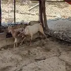 تيس فحل املح.. رباع توه مقلع سديس صنف من اصل غنم ملح