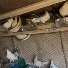 حمام مشكل للبيع