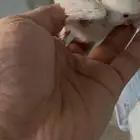 فرخين روز ماشاءالله صحه ونضافه اورنج والبينو