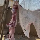 ذبايح