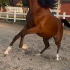 مهره فاخررره