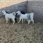 جفار